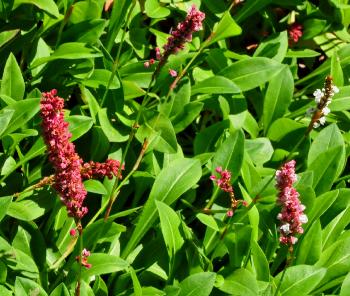 Persicaria affinis 'Darjeeling Red'