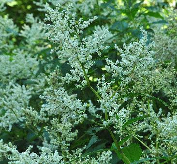 Persicaria alpina witte bloempluimen closeup