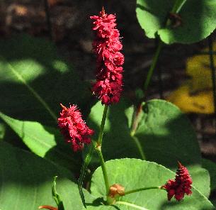 Persicaria amplexicaulis 'Black Field'