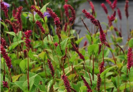 Persicaria amplexicaulis 'Pendula' habitus