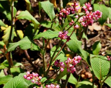 Persicaria campanulata 'Rosenrot' closeup