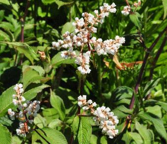 Persicaria campanulata 'South Comp White' closeup