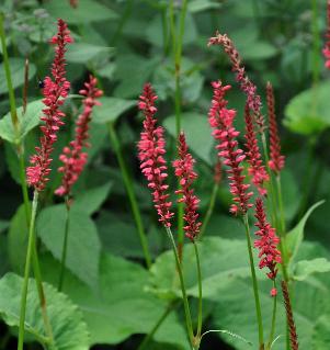 Persicaria 'Firedance'