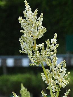 Persicaria polymorpha  duizendknoop met weelderige bloei