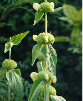 Phlomis-russeliana