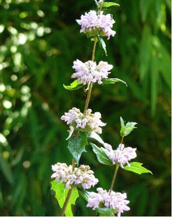 Phlomis-tuberoza-Amazone