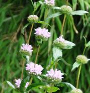 phlomistuberosaamazone