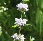 phlomistuberozaamazone