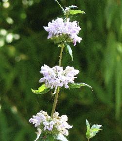 phlomistuberozaamazone