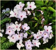 Phlox arendsii 'Hilda' bloemen2