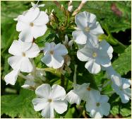 Phlox carolina 'Mrs Lingard' closeup bloemen vn