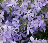 Phlox divaricata 'Clouds of Perfume'