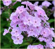 Phlox douglasii