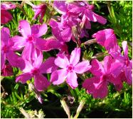 Phlox douglasii 'Macdaniels Cushion'