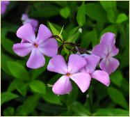 Phlox glaberimma 'Morris Berd' bloemen2