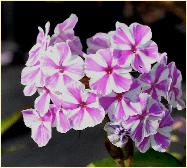 Phlox maculata 'Natasha' 2