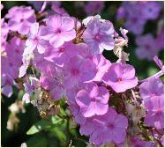 Phlox maculata 'Rosalinde' bloemen closeup vnn