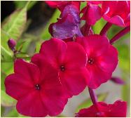 Phlox paniculata 'Aida' closeup