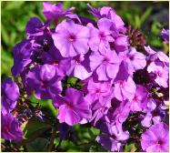 Phlox paniculata 'Amethyst' 2