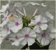 Phlox paniculata 'Anne'