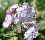 Phlox paniculata 'Belgian Luxury'