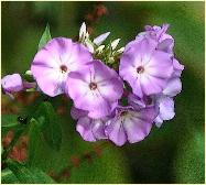 Phlox paniculata 'Blue Boy'vn