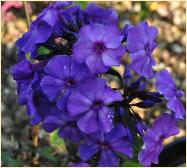 Phlox paniculata 'Blue paradise'