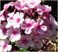 Phlox paniculata 'Bright Eyes' bloemen closeup