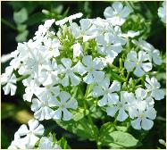 Phlox paniculata 'Casa Blanca' VN