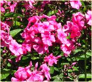 Phlox paniculata 'Cherry Pink' closeshot