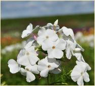 Phlox paniculata 'David' vnnnn