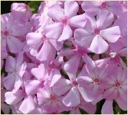 Phlox paniculata 'Discovery' closeup vn