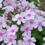 Abelia grandiflora 'Edward Goucher'