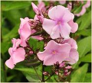 Phlox paniculata 'Elizabeth'Arden'vn