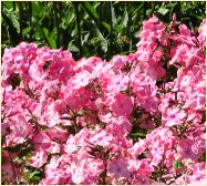 Phlox paniculata 'Elizabeth Campbell'habitusvnn