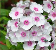 Phlox paniculata 'Europa' closeupVN