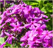 Phlox paniculata 'Excelsior' closeup