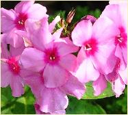 Phlox paniculata 'Eden Gruss'