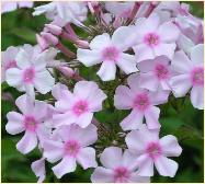 Phlox paniculata 'EDEN TUIN' VNN