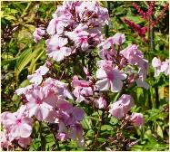 Phlox paniculata 'Fairy's Petticoat' habitus