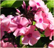 Phlox paniculata 'Flamingo' closeup2