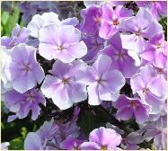 Phlox paniculata 'Franz Schubert' closeup