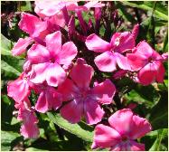 Phlox paniculata 'Gnome' closeup bloemen