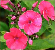 Phlox paniculata 'Grenadine Dream' 10juli