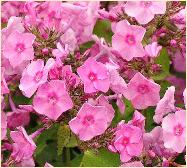 Phlox paniculata 'Junior' Dream' 