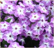 Phlox paniculata 'Katherine' VN