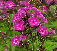 Phlox paniculata 'Katja'