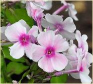 Phlox_paniculata_'Kirmesländer'_vlambloem