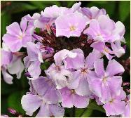 Phlox paniculata 'Lavendelwolke'