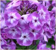 Phlox paniculata 'LAURA' closup